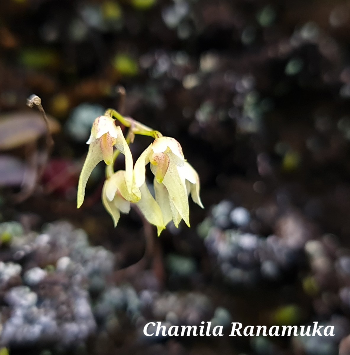 Bulbophyllum trimenii (Hook.f.) J.J.Sm.